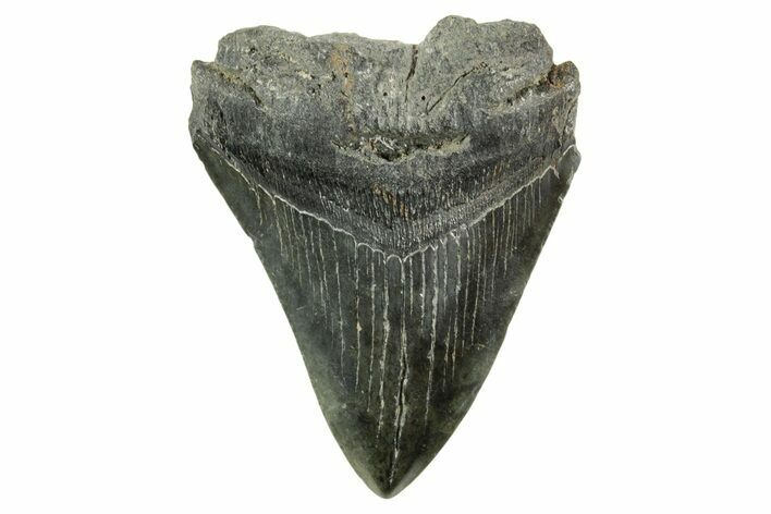 Bargain, Fossil Megalodon Tooth - South Carolina #365784